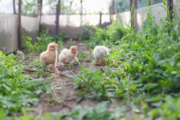 Sarı Civciv Göz Hizasında Yürür Çimenleri Gagalar Haftalık Tavuklar Manzara — Stok fotoğraf