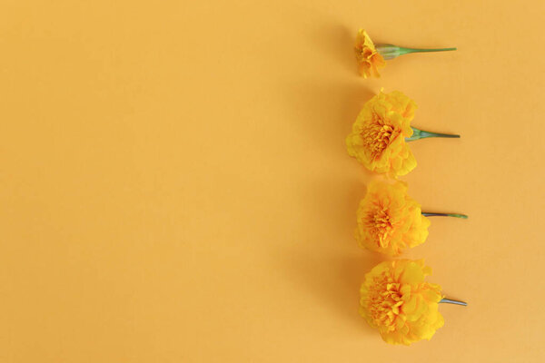 Yellow marigolds flowers on yellow background with shadow. Mockup, closeup. Flower line borde frame. Cosmetics product advertising backdrop.Top view, copy space, flatlay. Empty space