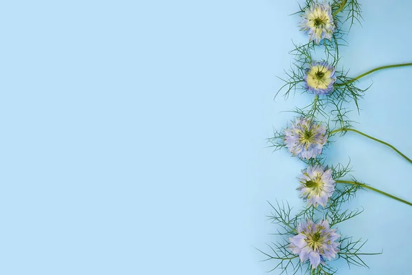 Borde Línea Flores Nigella Azul Flores Sobre Fondo Azul Cosméticos — Foto de Stock