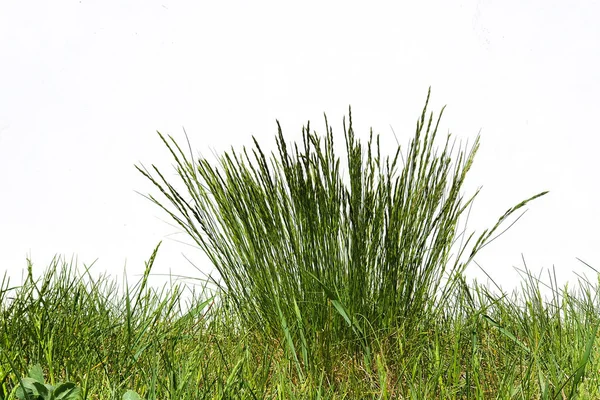 Green Grass Grass Bush White Background Front View — Stock Photo, Image