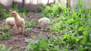 Three yellow baby chicks walk toward camera at eye level, peck at grass and flap their wings. Small chickens are two weeks old.