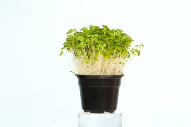 Çukulatalı çerezler siyah tencerede. Açık mavi arka planda mikro yeşiller roka filizleri. Genç bitkiler, filizler ve filizler. Mockup, Macro, kapatın..