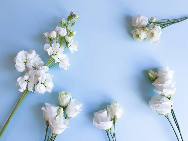 Kwiat Ramki Białym Eustoma Lub Lisianthus Kwiaty Matthiola Jasnoniebieskim Tle — Zdjęcie stockowe