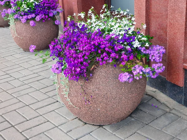 Lobelia çiçekleri büyük yuvarlak taştan bir ekicide. Beyaz, mor, mor Lobelias, sokak dekoru..