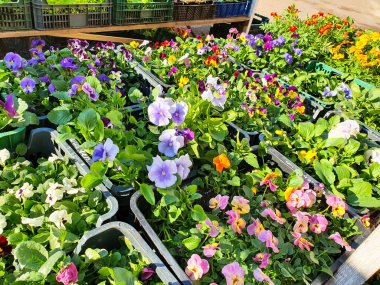 Mor beyaz bahar çiçekleri viyola cornuta. Mor, pembe, turuncu keman çiçekleri, boynuzlu menekşeli çiçek tarhı. İndirimli sergi.