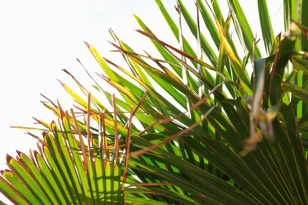 Liście Palmy Suchą Brązową Krawędzią Białym Tle Liście Palmy Talizmanowej — Zdjęcie stockowe