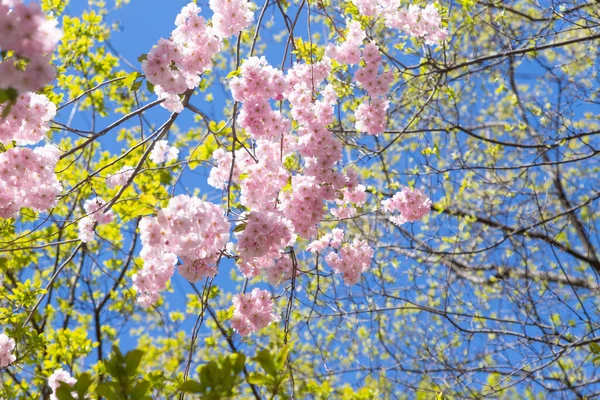 Rosa Fiori Ciliegio Sakura Foglie Verde Chiaro Cielo Blu Focus — Foto Stock