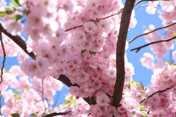 Pinkfarbene Sakura Blühen Blauen Himmel Schöne Blume Viel Hintergrundstruktur Frühling — Stockfoto