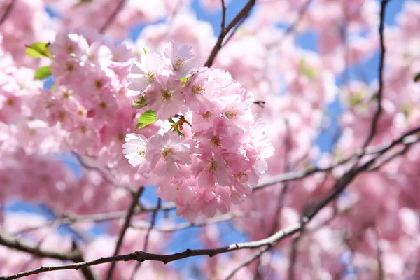 Rosafarbene Kirschblüten Blauen Himmel Schöne Blume Viel Hintergrundstruktur Frühling Selektiver — Stockfoto
