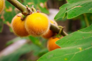 ağaç üzerinde asılı solanum stramonifolium