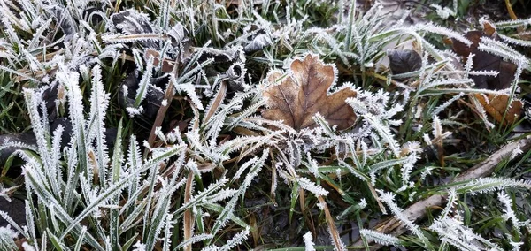 霜で覆われた緑の草 最初の冬の日は — ストック写真