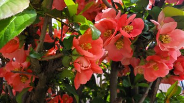 Vahşi kırmızı gül çalısı. Bahçedeki çiçekler