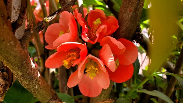 Wild Red Rose Bush Flowers Garden — Stock Photo, Image