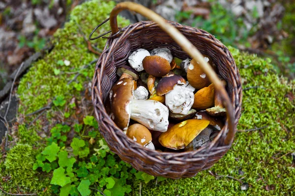 Cesta cheia de cogumelos fotografados em uma floresta — Fotografia de Stock