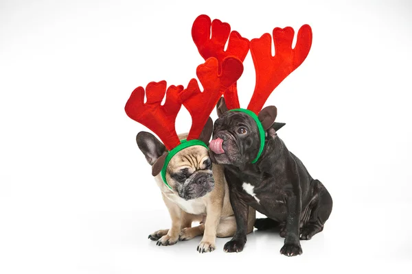 Franse buldoggen met rendieren hoorns — Stockfoto