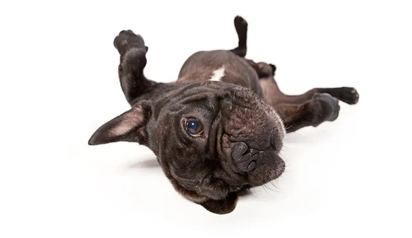 French bulldog — Stock Photo, Image