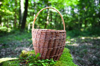 ormanda mantar sepeti