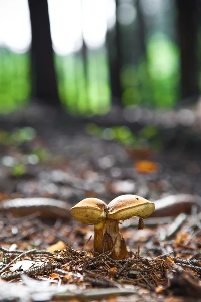Boletus cogumelo de perto — Fotografia de Stock