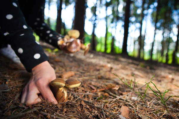 Mulher pegando cogumelos na floresta — Fotografia de Stock