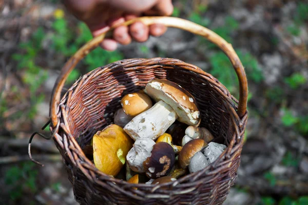 Cesta cheia de cogumelos — Fotografia de Stock