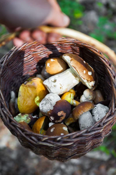 Panier complet de champignons — Photo