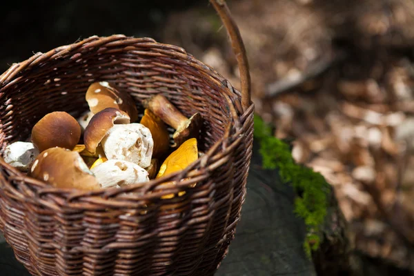 Cesta cheia de cogumelos — Fotografia de Stock