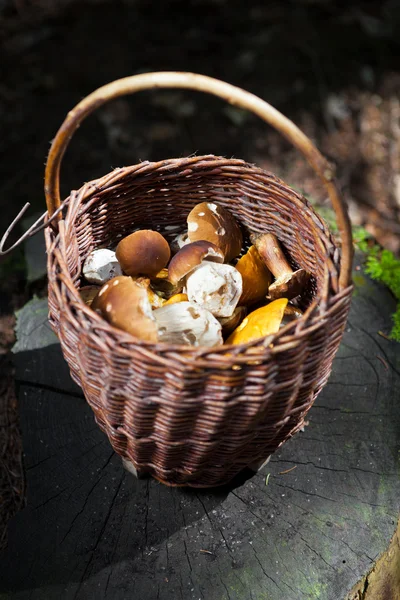 Panier complet de champignons — Photo