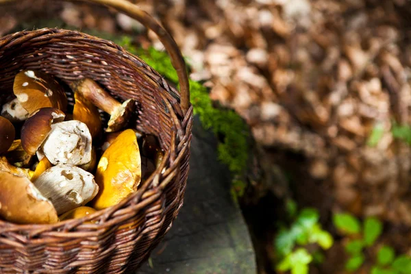 Cesta cheia de cogumelos — Fotografia de Stock