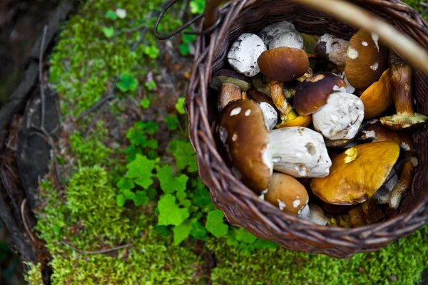 Cesta cheia de cogumelos — Fotografia de Stock