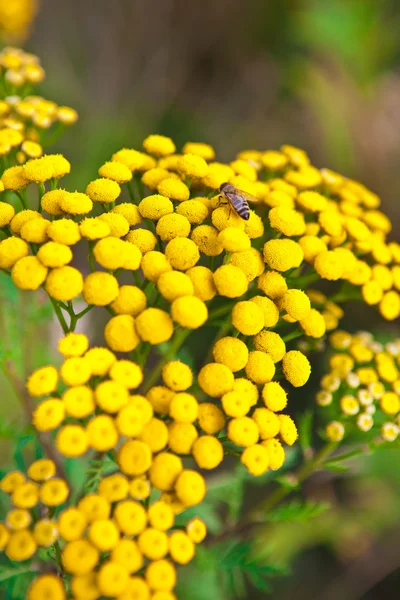 Flower (Tanacetum vulgare) with a bee — Stock Photo, Image