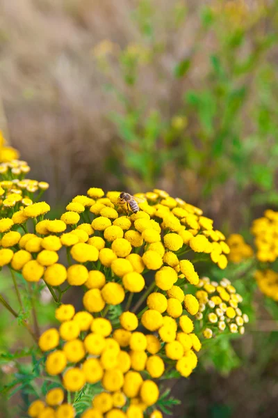 Flower (Tanacetum vulgare) with a bee — Stock Photo, Image