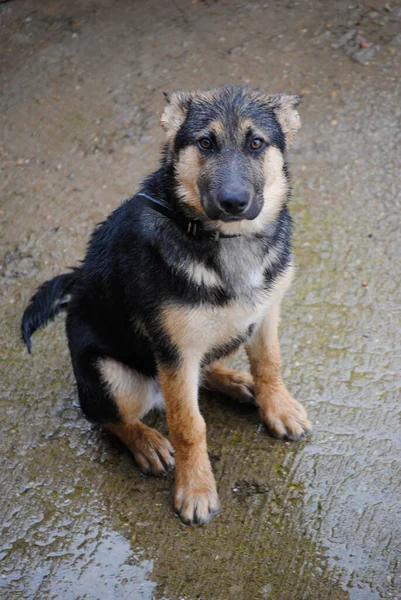 Γερμανικό Τσοπανόσκυλο Στη Βροχή Φαίνεται Ετοιμόρροπο Και Λυπημένο — Φωτογραφία Αρχείου