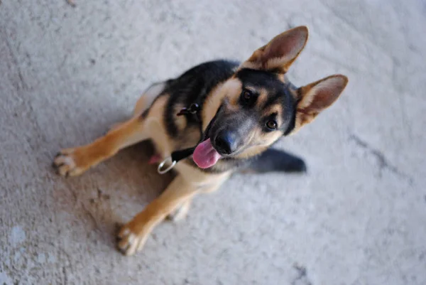 Portrait Friendly German Shepherd Dog Who Very Happy — Stock Photo, Image