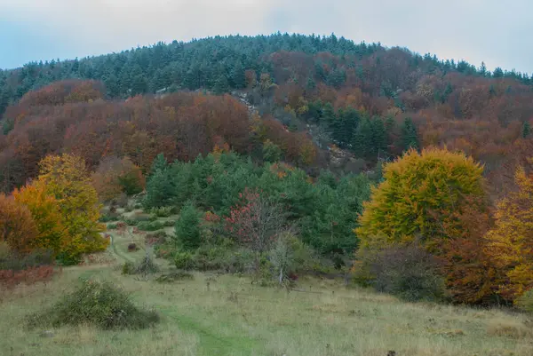 Горный Ландшафт Лесами Зеленого Красного Оранжевого Желтого Цветов Которые Контрастируют — стоковое фото
