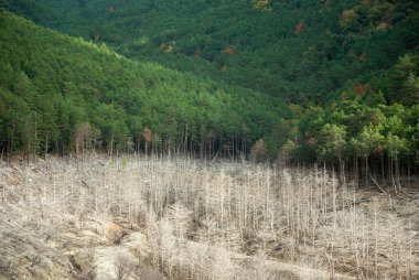 Kuru dağlık arazide hala yeşil ormanı ve kurumuş, renksiz ormanı görebilirsiniz..