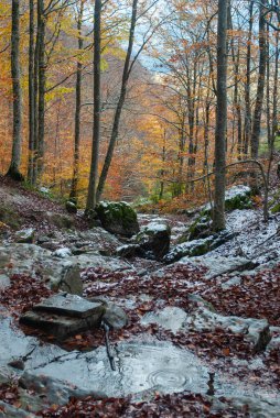 Turuncu ve yeşil orman. Yerde yapraklarla dolu. Kırmızı ve yeşil yaprakların yanı sıra durgun su da var..