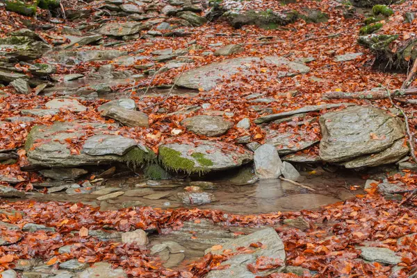 Agua Del Río Estancada Entre Piedras Cubierta Hojas Rojas Bosque —  Fotos de Stock