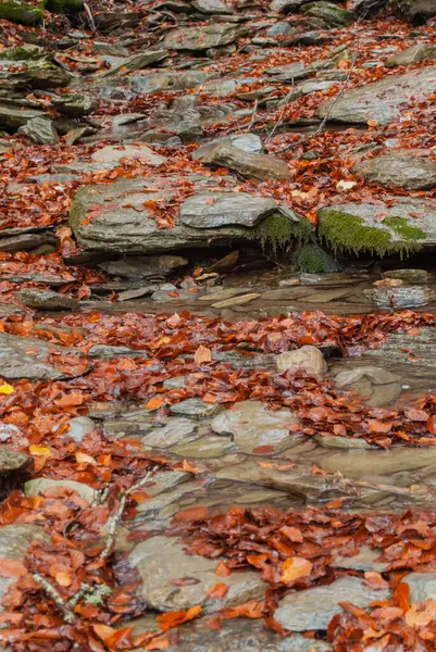 Agua Del Río Estancada Entre Piedras Cubierta Hojas Rojas Bosque — Foto de Stock