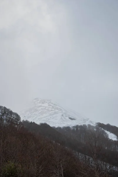 Kırmızı ve yeşil zıt ormanlar üzerinde karlı dağ manzarası