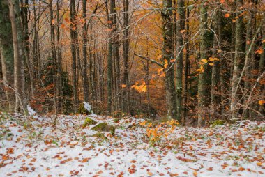 Kırmızı, turuncu, sarı ve yeşil renkleriyle karlı orman güzel bir manzaradaki sonbahar tonlarıyla çelişiyor..