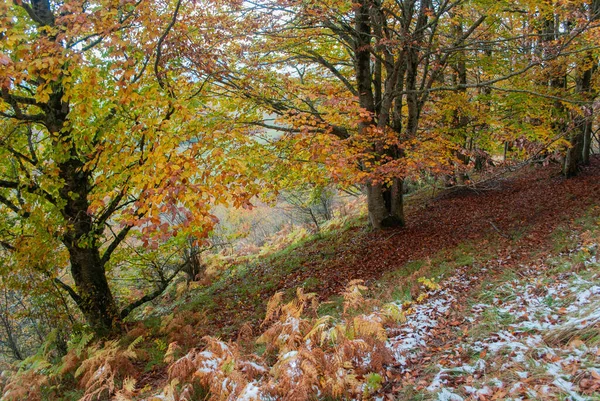 Kırmızı, turuncu, sarı ve yeşil renkleriyle karlı orman güzel bir manzaradaki sonbahar tonlarıyla çelişiyor..