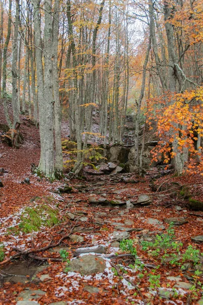 Bosque Nevado Con Colores Rojo Naranja Amarillo Verde Que Contrasta —  Fotos de Stock