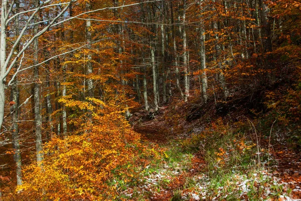 Verschneiter Wald Mit Roten Orangen Gelben Und Grünen Farben Kontrast — Stockfoto