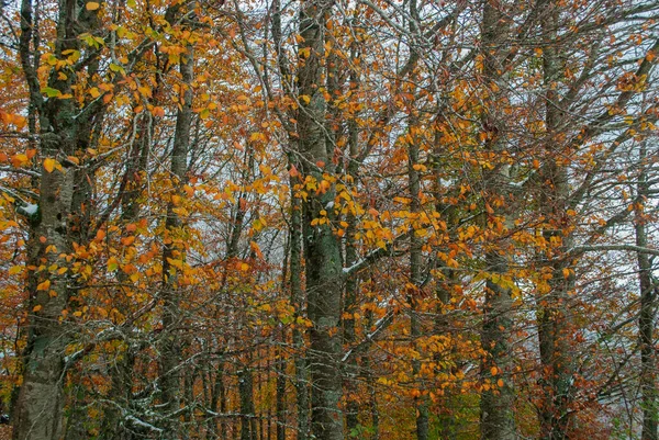 Sněžný Les Červenou Oranžovou Žlutou Zelenou Barvou Kontrastující Podzimními Tóny — Stock fotografie