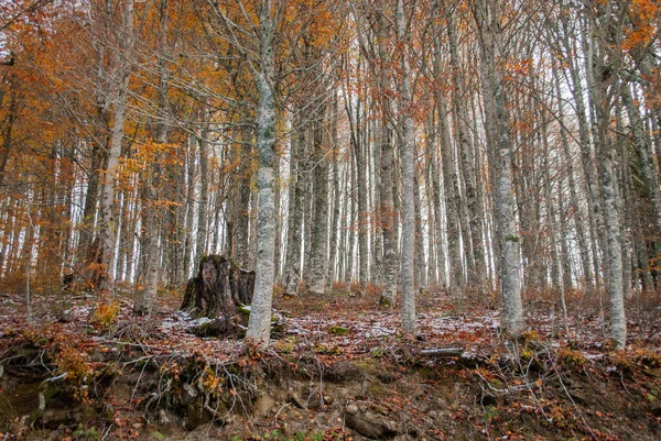 Kırmızı, turuncu, sarı ve yeşil renkleriyle karlı orman güzel bir manzaradaki sonbahar tonlarıyla çelişiyor..