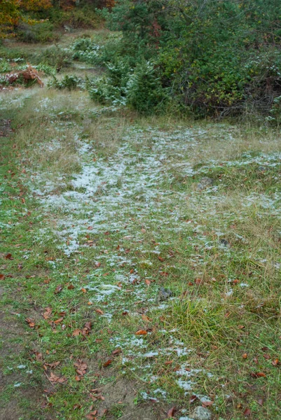 Kırmızı, turuncu, sarı ve yeşil renkleriyle karlı orman güzel bir manzaradaki sonbahar tonlarıyla çelişiyor..