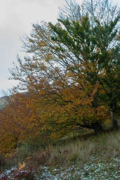 美しい風景の中で秋のトーンと対照的に赤 オレンジ 黄色と緑の色と雪の森 — ストック写真