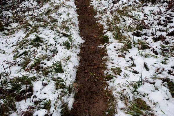 Kırmızı, turuncu, sarı ve yeşil renkleriyle karlı orman güzel bir manzaradaki sonbahar tonlarıyla çelişiyor..