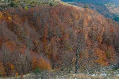 Sonbahar mevsiminin ortasında, turuncu, yeşil, kırmızı ve sarı renklerle kaplanmış orman manzaraları.