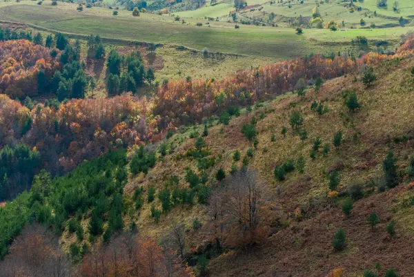 Waldlandschaft Mit Wäldern Kontrast Orange Grün Rot Und Gelb Mitten — Stockfoto